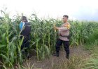 Polsek-Krembung-Dampingi-Warga-Kelola-Tanaman-Jagung