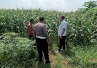Patroli-Ketahanan-Pangan-Polsek-Tarik-di-Perkebunan-Jagung-Desa-Gampingrowo