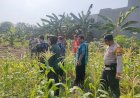 Polsek-Sedati-Pantau-Lahan-P2B,-Optimalkan-Penanaman-Jagung-untuk-Ketahanan-Pangan