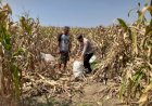 Polisi-Dampingi-Panen-Jagung-3-Hektar,-Perkuat-Ketahanan-Pangan-di-Prambon