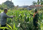 Siap-Topang-Swasembada-Pangan-Polsek-Porong-Bersama-Petani-Pantau-Perkembangan-Tanaman-Jagung