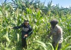 Antisipasi-Hama,-Polsek-Gedangan-Gandeng-Petani-Optimalkan-Ketahanan-Pangan-Rawat-Tanaman-Jagung-di-Desa-Punggul