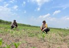 Polsek-Krembung-Kawal-Program-P2B-di-Desa-Kandangan-untuk-Wujudkan-Swasembada-Pangan