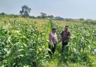 Bhabinkamtibmas-Polsek-Krian-Dampingi-Petani-Jagung,-Wujud-Nyata-dukungan-Ketahanan-Pangan-Bergizi-di-Desa-Gamping-Krian