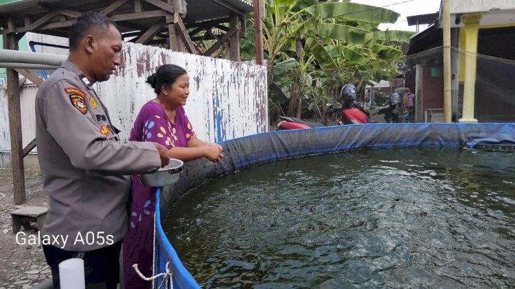 Budidaya Ikan Lele di Karangbong Tunjukkan Hasil Positif, Dukung Program Ketahanan Pangan Nasional