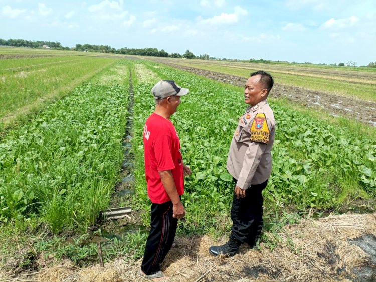 Suparno, Petani Seduri Balongbendo Optimalkan Lahan Tidur untuk Tanaman Jagung dan Sawi