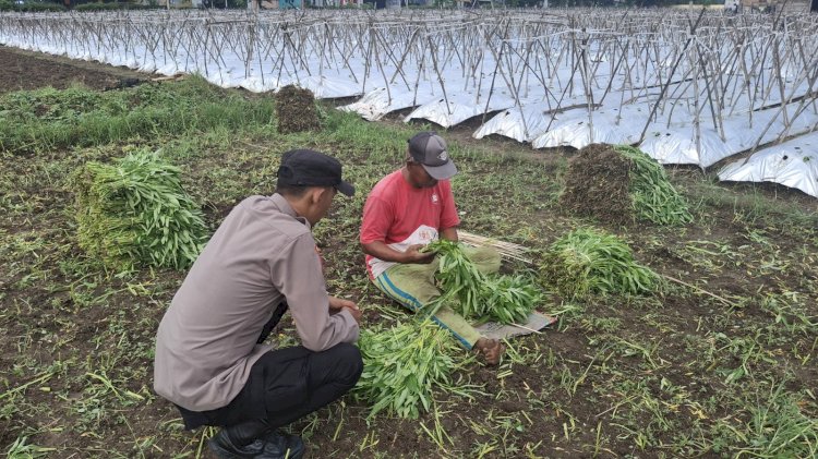 Edukasi Ketahanan Pangan, Bhabinkamtibmas Ajak Petani Manfaatkan Lahan Kosong untuk Tanam Kangkung