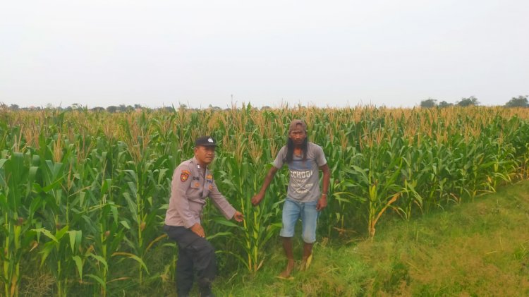 Polsek Prambon Sukseskan Ketahanan Pangan, Cek Pertumbuhan Jagung di Desa Bulang