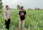 Polsek-Tarik-Optimalisasi-Pengelolahan-Lahan-Jagung-untuk-Ketahanan-Pangan