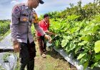 Topang-Ketahanan-Pangan,-Bhabinkamtibmas-Sambibulu-Tinjau-Pekarangan-Warga-yang-Panen-Sayuran