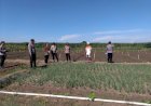 Kapolsek-Krembung-dan-Tim-Satgas-Ketahanan-Pangan-Dampingi-Warga