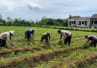 Pak-Bhabin-Penggerak-Ketahanan-Pangan,-Dampingi-Petani-Jagung-di-Kota-Malang