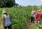 Dukung-Swasembada-Pangan,-Polsek-Porong-Monitoring-Lahan-Jagung-Warga
