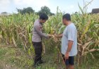 Polsek-Prambon-Intensif-Pantau-Tanaman-Jagung,-Dukung-Asta-Cita-Presiden-dalam-Mewujudkan-Ketahanan-Pangan