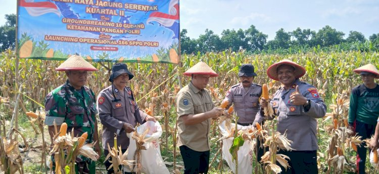 Polsek Balongbendo Panen Raya Jagung Perkasa Hybrida, Dukung Swasembada Pangan Nasional 2026