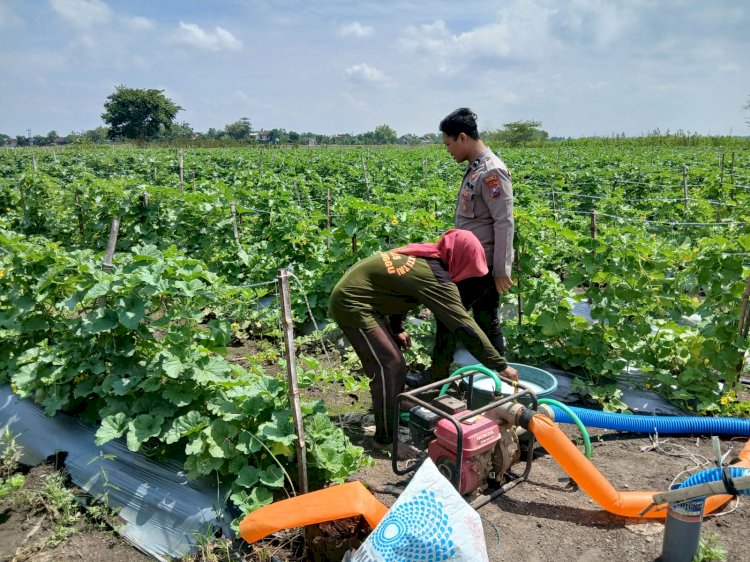 Polisi Dukung Ketahanan Pangan Petani Melon