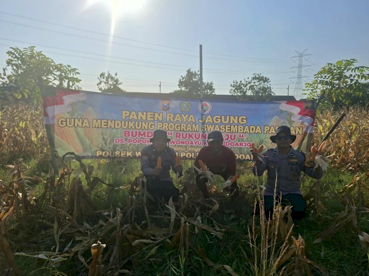 Polsek Wonoayu Panen Raya Jagung, Dukung Swasembada Pangan